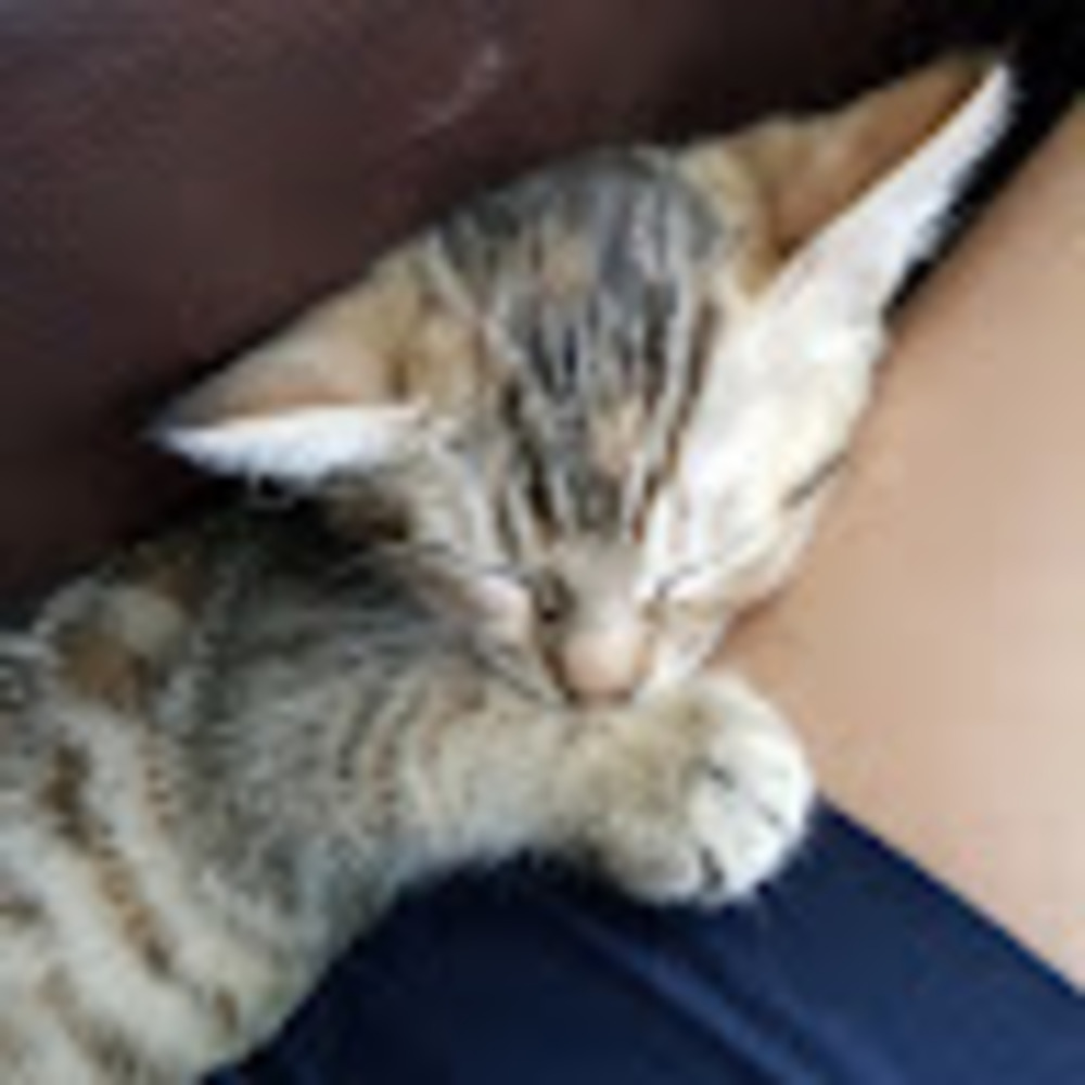 Meet your Posher, Elli